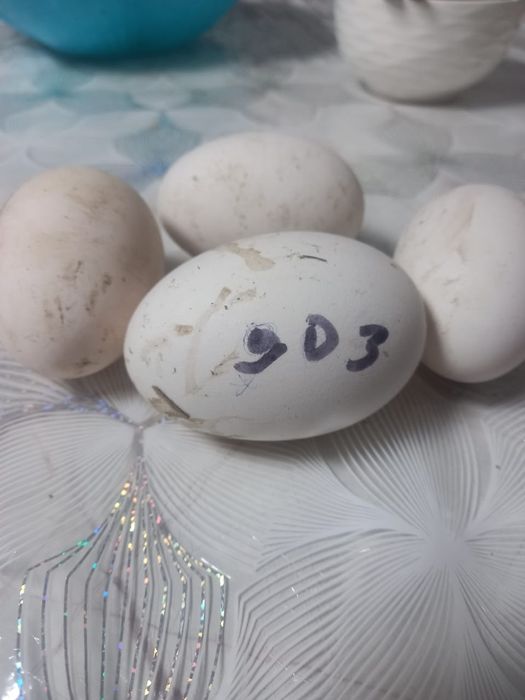 Гусиные яитса %+