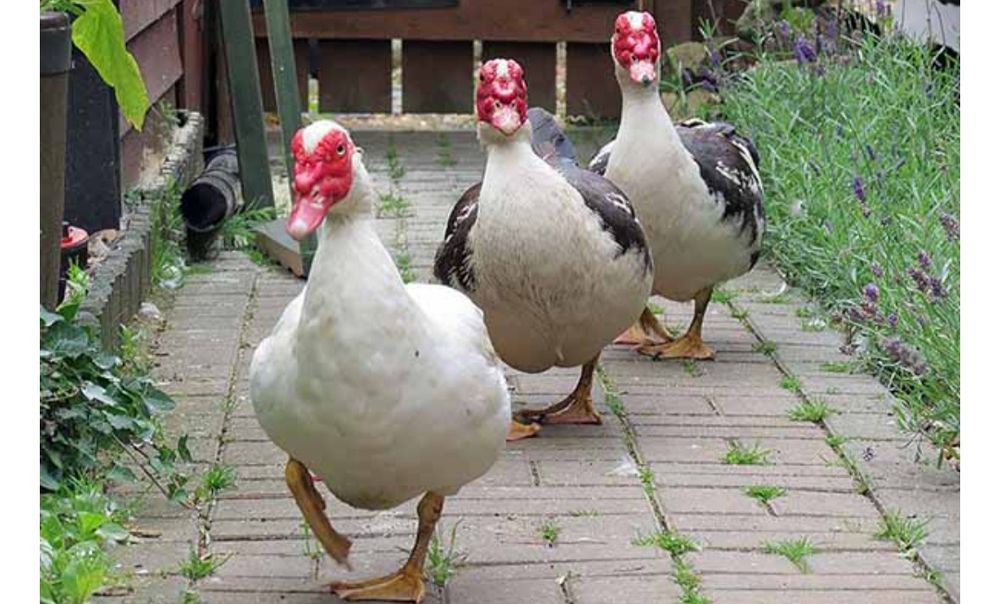 Селезен Индоутка Шипун  утки продаётся