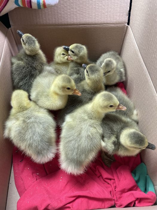 Vand oua de gâscă incubat sau consum