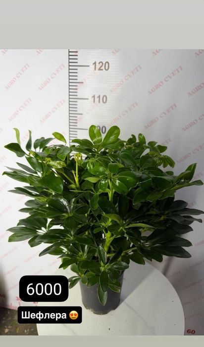 Цветы комнатные свежие