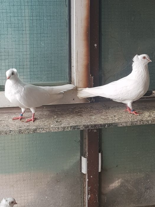 Porumbei jucători de Amara