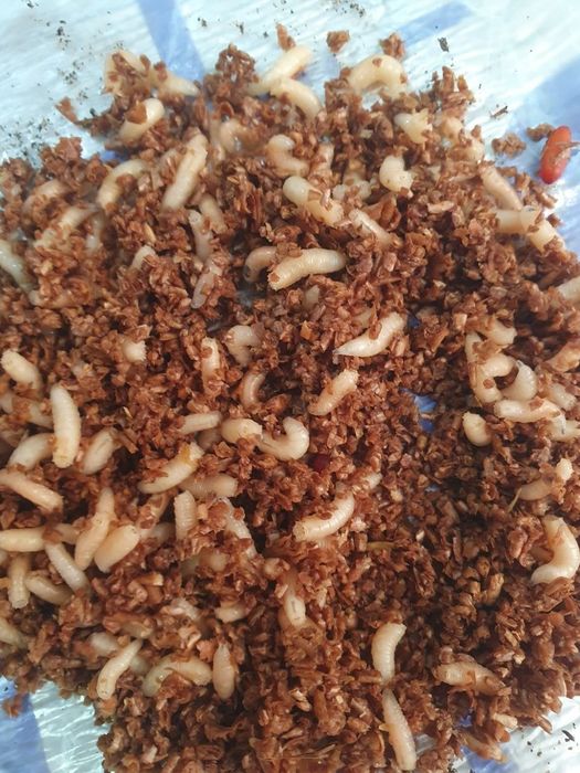 Маринка ишкибозлари,Сазан ишкибозлари