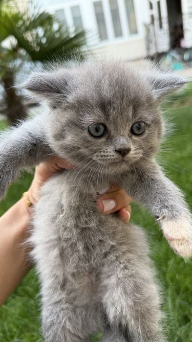 Продаётся котята