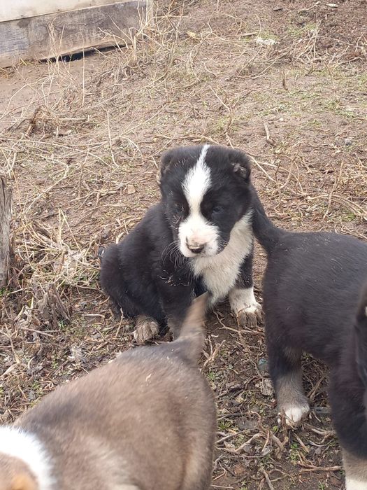 Төбет күшік 1 айлық