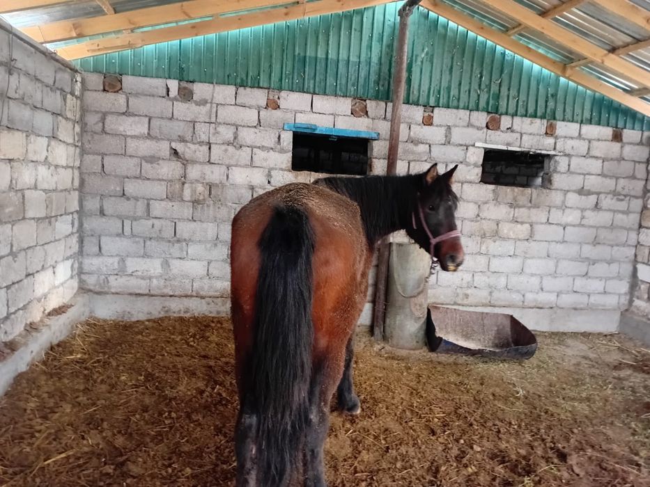 Байлауда турган бие сатылады