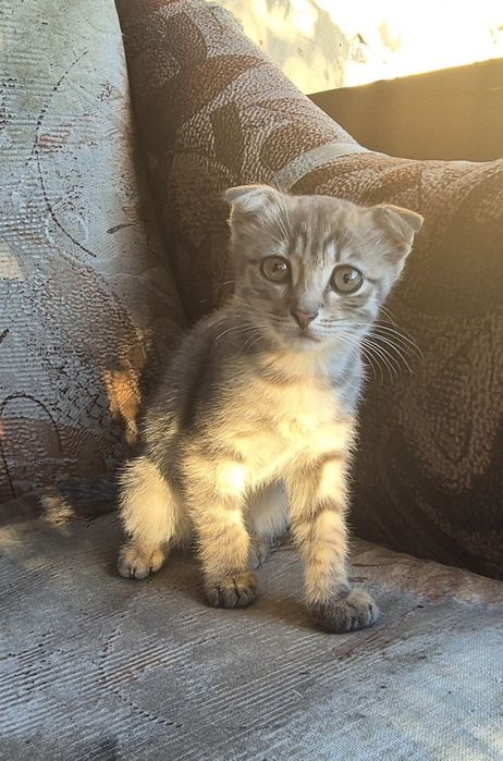 Отдам котят вислоухих