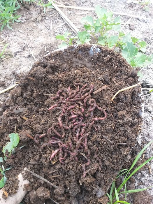 Калифорня чувалчанги сотилади