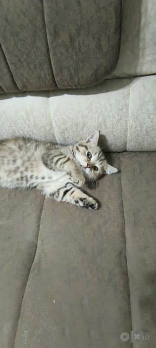 Кошка Бесплатно Срочно