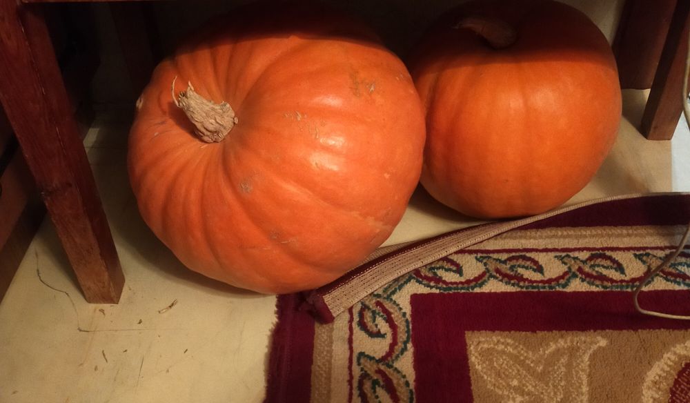 Продам тыкву   домашнюю и кабачки