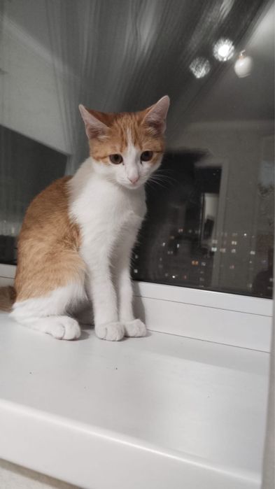 Кошечка 5 месяцев