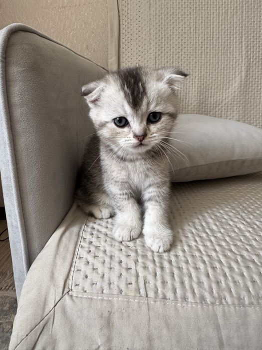 Продам котенка (мальчик)