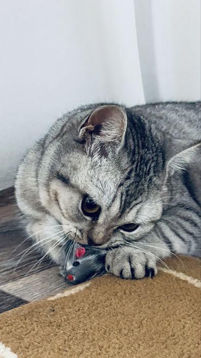 Мысык британка 8 айлык