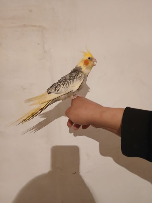 Продам попугай карелла