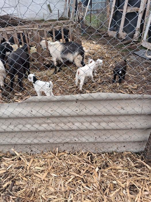 20 Capre de vânzare /jumătate fătate