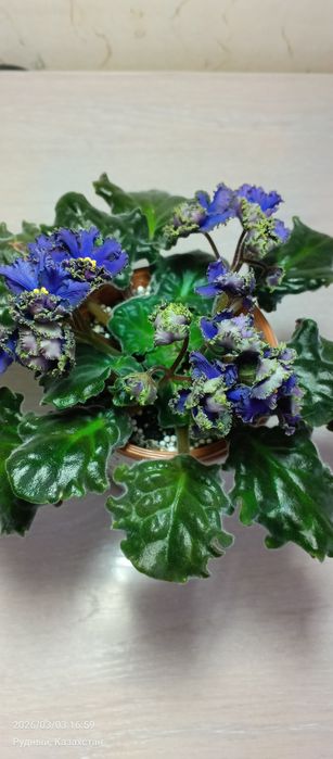 .Фиалки, комнатные цветы,цветы.