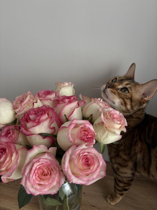 Продам бенгальского кота
