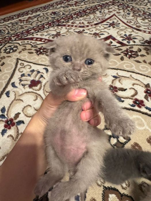 Британские вислаухие котята