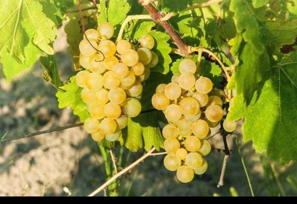 Vând struguri de vin pe data de 0 1 0 9 2025