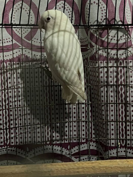 Продаються попугай порода неразлучники