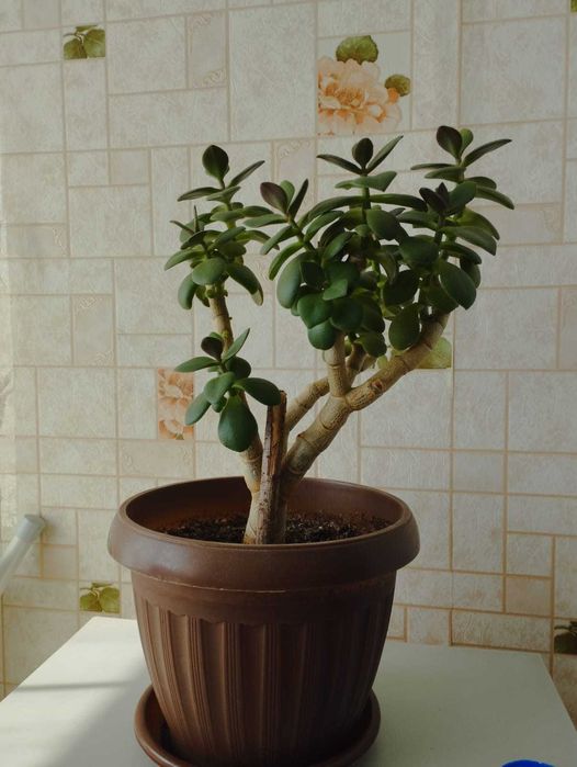 Продам комнатные растения