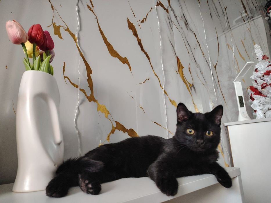 Отдам в добрые руки котенка