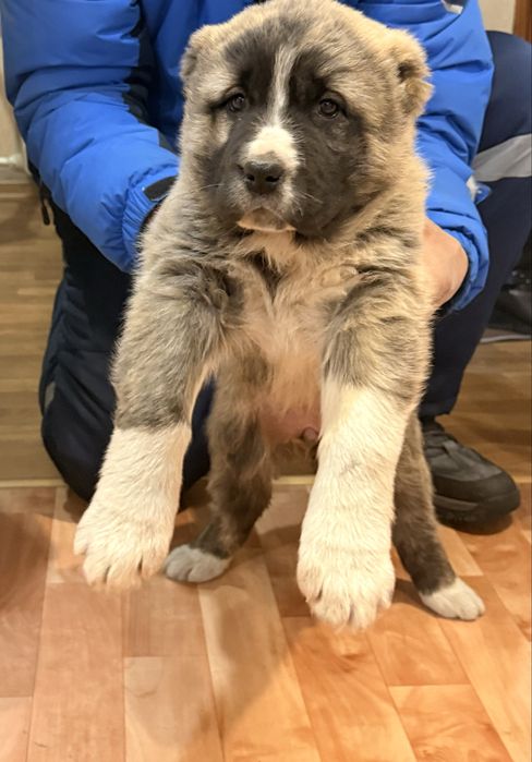 Алабай собака продам, в добрые хорошие руки