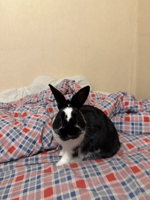 Декоротивный кролик Срочно продаю