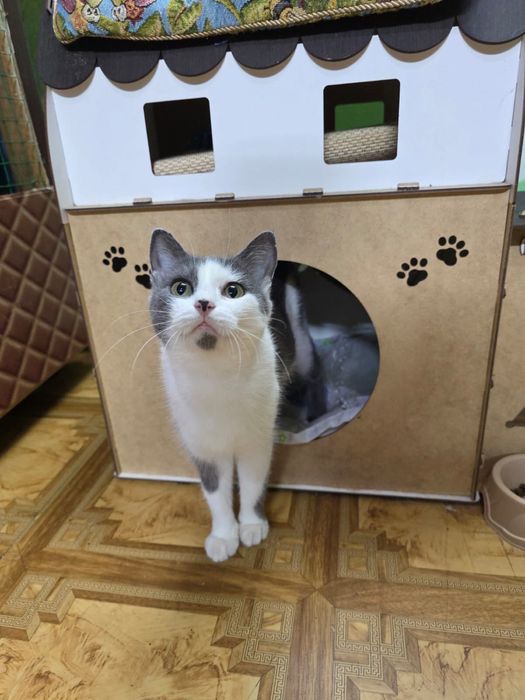 Кошечку отдам только в любящие руки