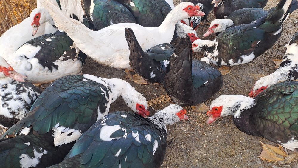 Индигуткалар 18та