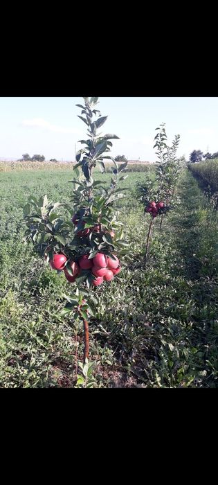 Vand pomi fructiferi si arbusti fructifer