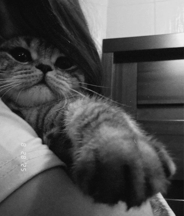 Кошка, Шотландской породы