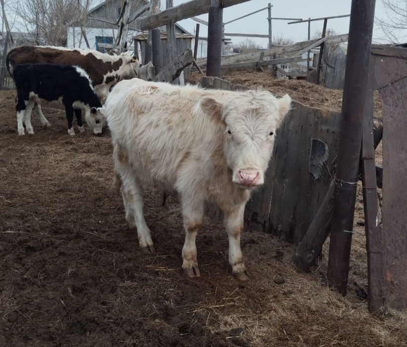 Продам бычков  .