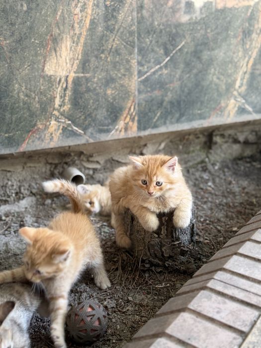 Отдам милых котят в самые добрые и заботливые руки!