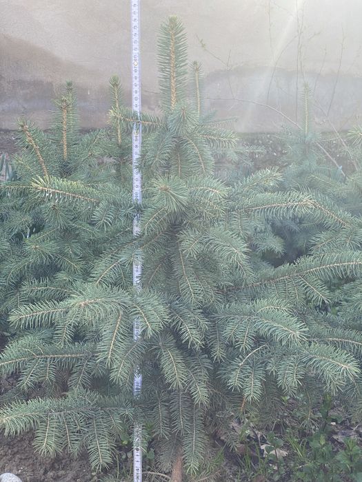 Голубая ел, арча