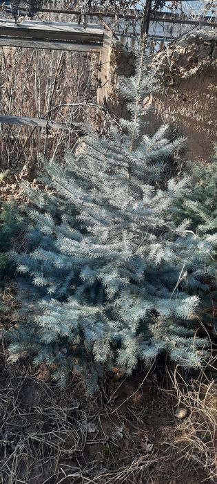 Голубая ель сотилади