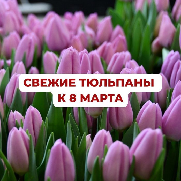 Тюльпаны  премиального качества