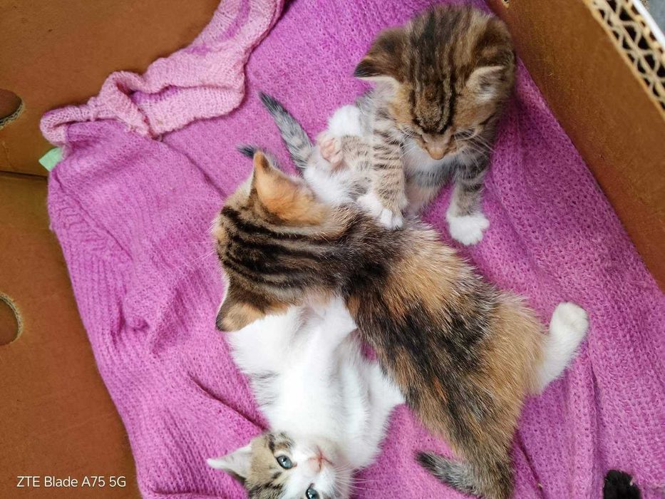 Търся дом за 4 малки котенца и майка им