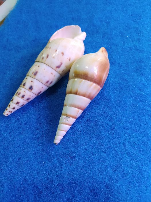 Ракушки для аквариума! Коллекционные и для аквариума.