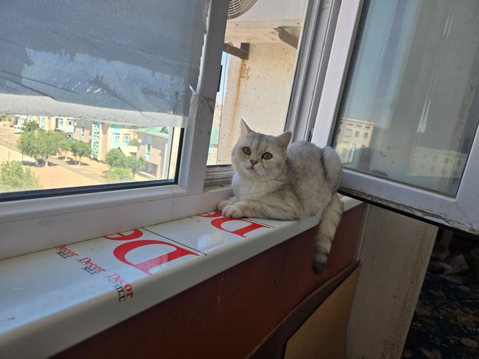 продам кошку красивую