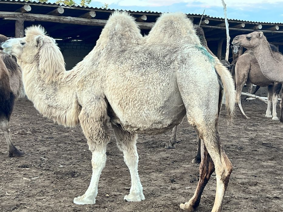 Алланың жалаңаш бөксесі бейнелері