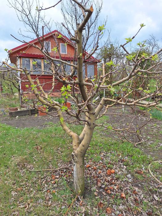 Casa P+M, direct proprietar, teren 2093 mp