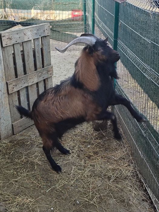 Țap rasa Alpină franceză