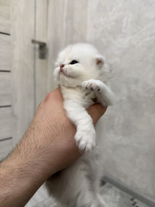 Продаются чисто кровный серебристий шиншилли котяти
