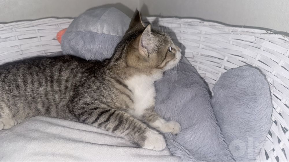 Отдаю в добрые руки кота