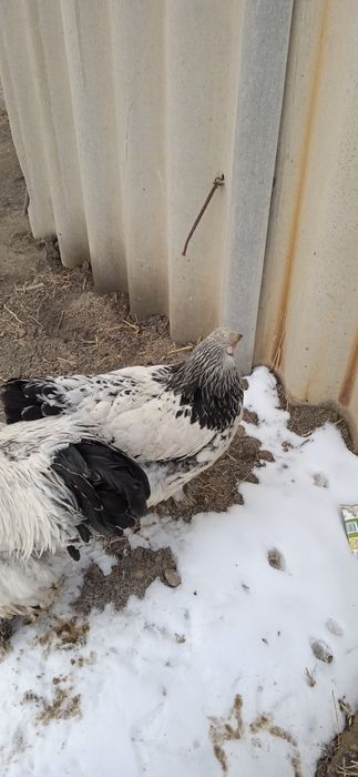 Xoroz va tovuq brama ulgurib qoling