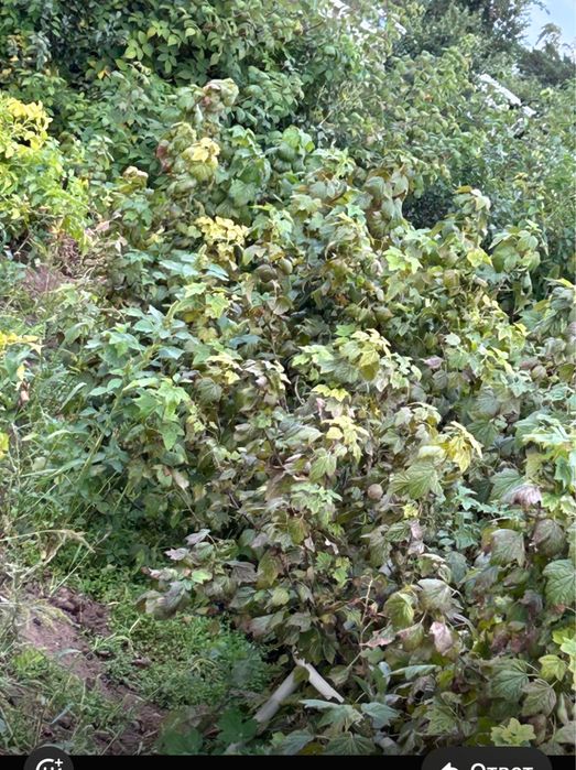 Сдаем  дачу в аренду