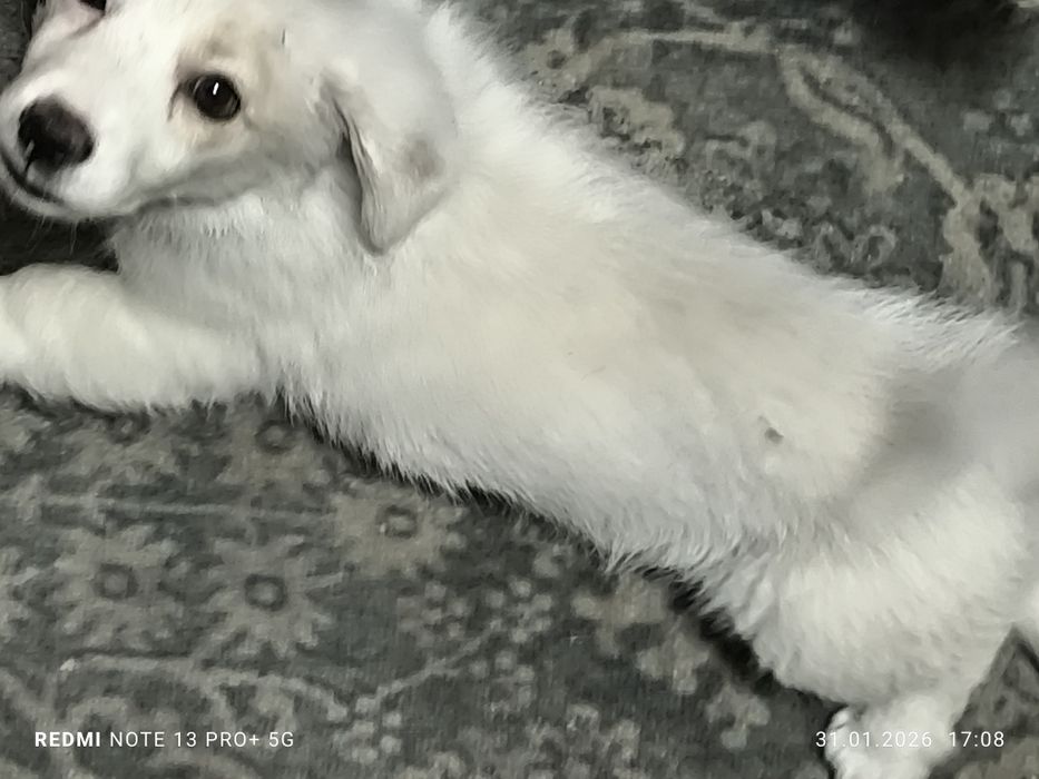 Щенок. Белый черноглазый