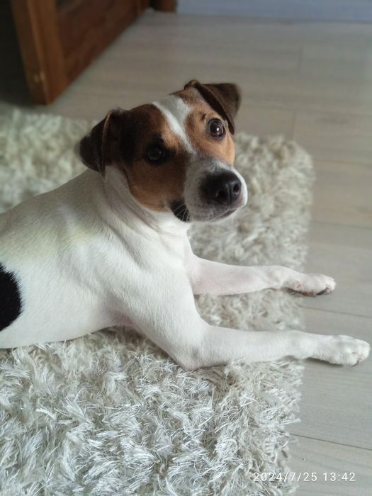 Парсон Джек- Рассел-терьер