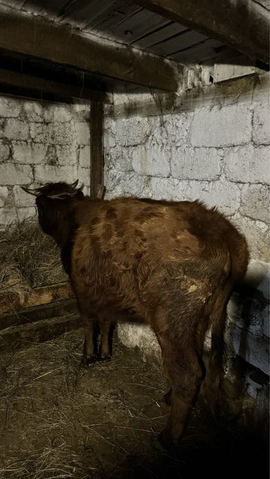 Продам телку 1,5 года