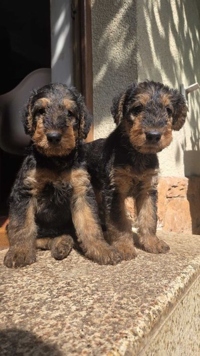 pui Airedale Terrrier cu pedigree de excepție